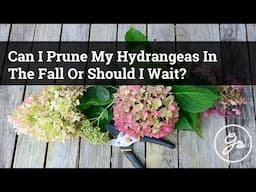 Fall Hydrangea Pruning Guide / Should You Prune Hydrangeas In The Fall?