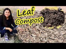 🔴LEAF COMPOST AT HOME WITH RESULTS IN SIMPLE STEPS/ सूखे पत्तों की खाद #leafcompost #gardening