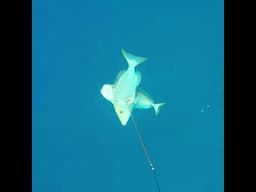 These Giant Fish Live in Africa