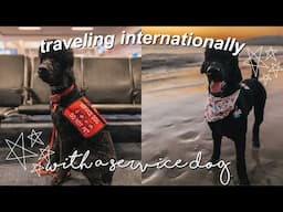 traveling internationally with a service dog || travel vlog