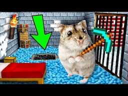 🐹🆘Hamster Escapes the Minecraft Maze 😱[OBSTACLE COURSE]😱