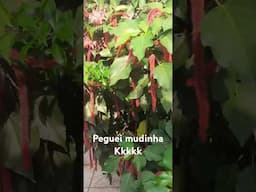 Peguei MUDINHA, QUE LINDO.