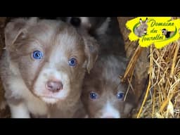 Je découvre les chiots d'OLMEDA âgés d'1 mois jour pour jour - Border Collies non LOF