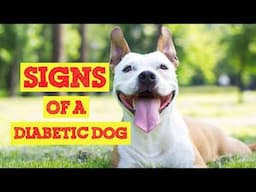 Is your Dog Diabetic? Signs Of a Diabetic Dog