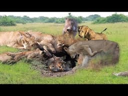 Lion Pulls Warthog From Its Hole - Warthog Tries To Run Into The Cave To Escape The Lion But