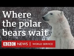 Living alongside polar bears in the Canadian Arctic - BBC World Service