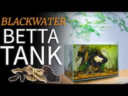 How to Setup a Simple Blackwater Betta Tank: TUTORIAL