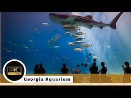 Largest Aquarium in North America - See Whale Sharks - Atlanta Georgia Aquarium