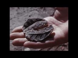 Coal City Fossil Field Trip.