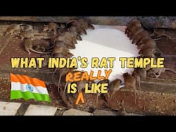 What is India's RAT TEMPLE Really Like? | Karni Mata Temple Bikaner, Rajasthan India