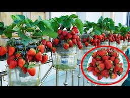 Surprised With This Way Of Growing Strawberries On The Balcony