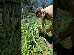 When Should You Harvest Garlic? #short #gardening #garlic #homesteading