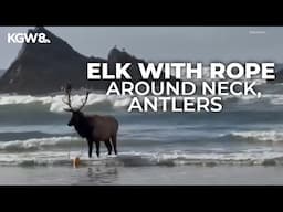 Elk in Arch Cape with rope around neck being monitored by authorities