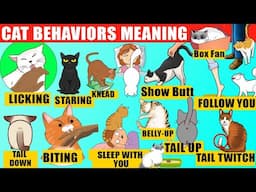 Strange Cat Behaviors Explained (Compilation). Cat Body Language. Jaw-Dropping Facts about Cats