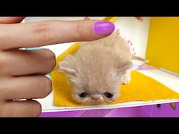 TRUE Stories about Smallest Rescued Kittens! The Most Amazing Kitten Cats Pet Houses