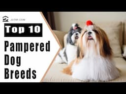 Top 10 Pampered Dog Breeds