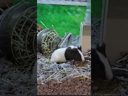 ADORABLE Canaries & Guinea Pigs At Pet Store Today