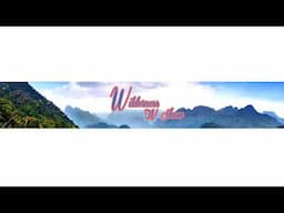 Wilderness TV Show Live Stream