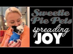 Why I Love What I Do! 💕❤️ #sweetiepiepets #chihuahuapuppy #inspiration #inspirational #puppy #glioma