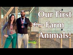 New Homesteaders Build a Unique Chicken Coop (and Go on a Family Adventure)