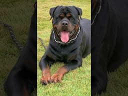 Focused Rottweiler #rottweiler #shorts #dog