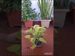 Money plant care tips/pothos care and propagation