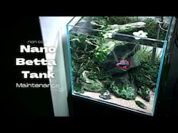 Betta Fish Tank Maintenance | How to Maintain a nano planted aquarium