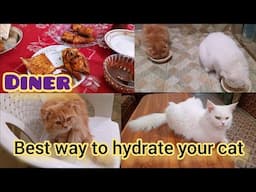 How to hydrate A cat at home | Natural ways | KITTYcat Vlogs