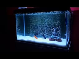 How to Make Air Bubbles Wall for Aquarium | Oxygenating tank with 2.5 feet Air bubbles wall