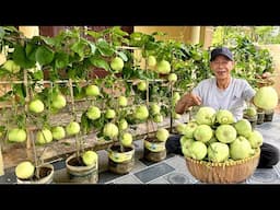 Why Does My Melon Garden Keep Producing Fruit, but Yours Doesn't?