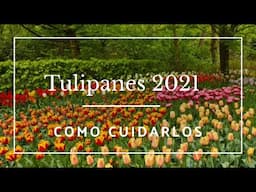 Como conservar mis TULIPANES, version 2021- @ale_coghlan