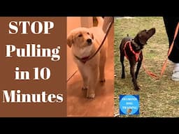 4 Dogs Master Loose Leash Walking in Minutes!