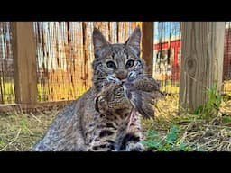 Teaching Orphaned Bobcats to Hunt