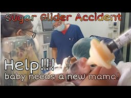 Sugar Glider accident! joey needs a new mama! hand feeding baby sugar glider