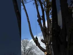 Two Climbers and a Pine Tree #shorts #treeremoval #treeclimber #treework