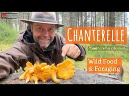 Foraging for Chanterelle (Wild Food & Fungi ID)