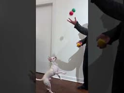 Juggling for My Dog for the First Time – His Reaction 😂🐶