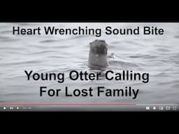 River Otter Calling Out To Its Lost Family - Broke My Heart