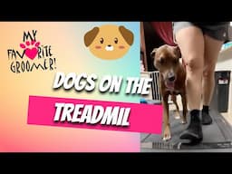 Weekly treadmill workout with MyThai #adoptme