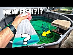 Buying Tropical Fish For My NEW POND!