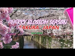 CHERRY BLOSSOM SEASON IN JAPAN| SAKURA