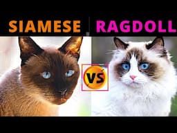 Siamese Cat VS Ragdoll Cat / Cat Breed Comparison / Which One Should You Choose?