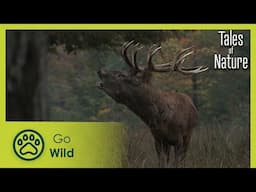 Forests in the mist (Les Vosges) | Tales of Nature 2/10 | Go Wild