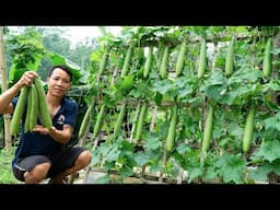 Double the yield with just this tip - How to grow luffa without a garden