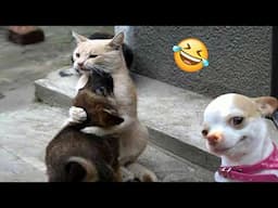 1 HOUR The Best Angry Dogs 🐶 and Crazy Cats 😹 Funny Videos 2024