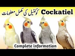 Cockatiel Birds Breeding Tips | Cockatiel Bird Food, Box and Cage Size | Cocktail Parrot Male Female