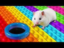 Hamster POP IT Maze - OBSTACLE COURSE