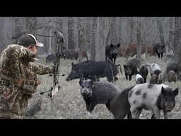 Stalking Wild Hogs w/a BOW and ARROW, Perfect Shot!