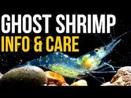 Ghost Shrimp Info And Care | Ghost Shrimp Care Guide!