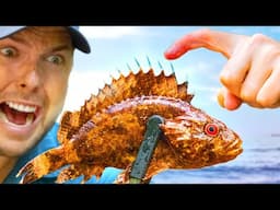 STUNG by a Stonefish! (Rare Freshwater Version)